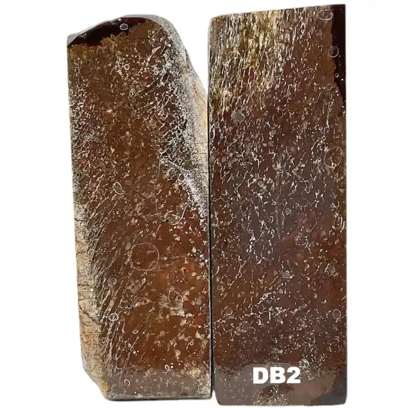 Dino Bone- Natural- Stabilized by Raffir