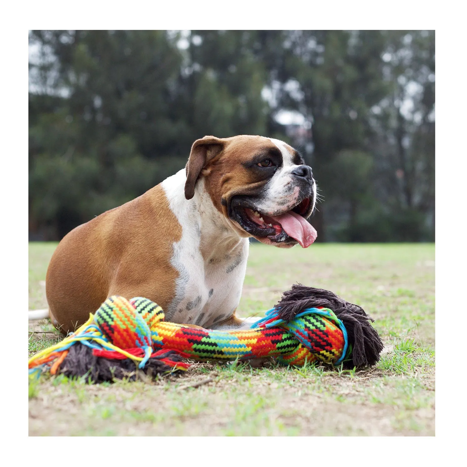 Kazoo Braided Rope Knot Bone Dog Toy