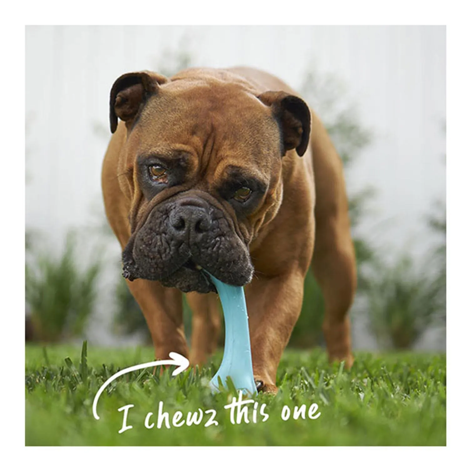 Kazoo Catch N' Chew Rubber Bone Asssorted Dog Toy