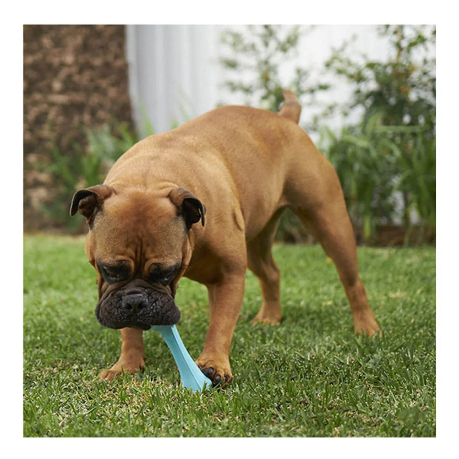 Kazoo Catch N' Chew Rubber Bone Asssorted Dog Toy